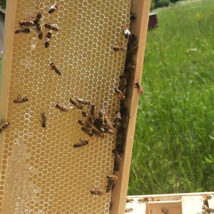 tiek pārbaudīta medus kāre un tās aizvākojums - bites nes medu