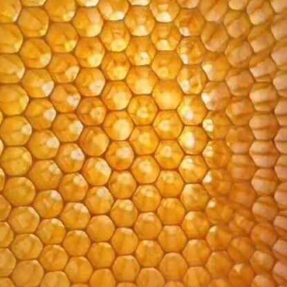 medus vaska šūnās